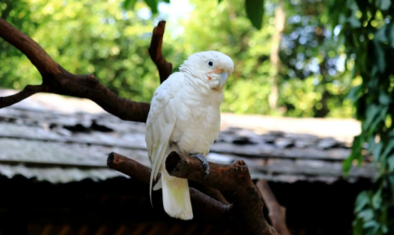 戈芬氏凤头鹦鹉是怎么筑巢？看完你就知道了