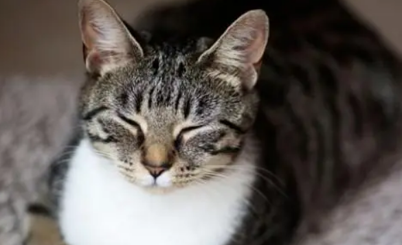 母猫尿血是怎么回事?4种情况要慎重 母猫尿血是怎么回事?4种情况要慎重