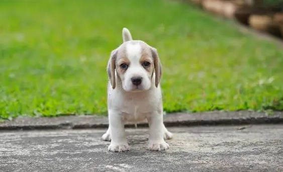挑选好狗的6条标准,一定要好好掌握！