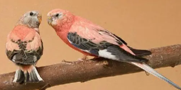 养宠科普:怎么养伯克氏鹦鹉? 养宠科普:怎么养伯克氏鹦鹉?