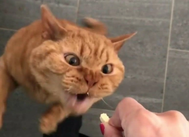 猫咪不吃猫粮怎么办？只吃零食可不太行！