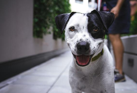 优质宠物代母乳羊奶粉品质如何？盖夫金冠用数据说话 