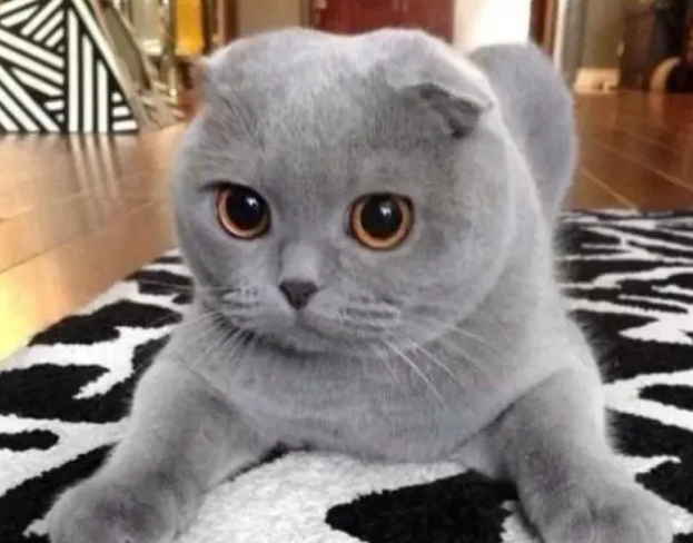 纠结该不该给猫用益生菌吗？益生菌有什么好处呢？应该怎么用