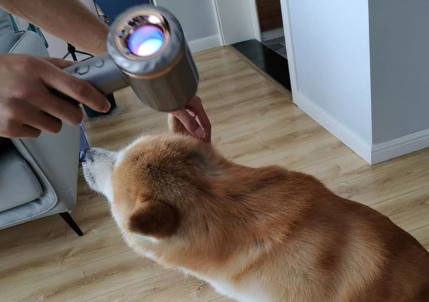 宠物吹发用什么？用这个啦