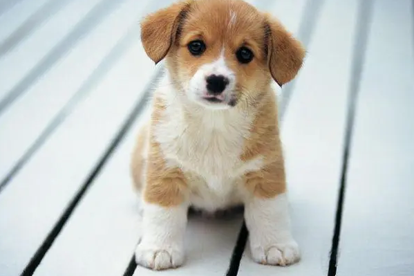 新狗粮狗狗不吃怎么办?新手必看 新狗粮狗狗不吃怎么办?新手必看