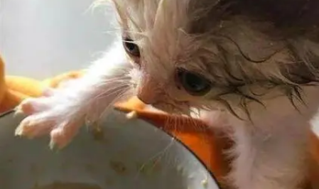 怎么判断幼崽猫饿了？这几种信号要留意！