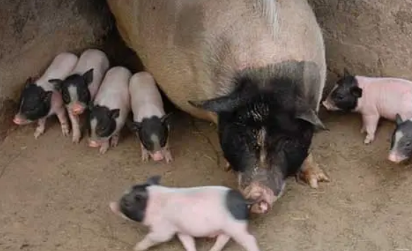 小香猪和普通猪的区别在哪？一文盘点清楚