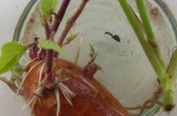 鱼缸造景不一定要水草，试试这几种绿植