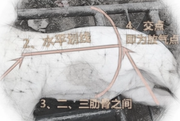 林可霉素—被养猪户低估的好药 林可霉素—被养猪户低估的好药