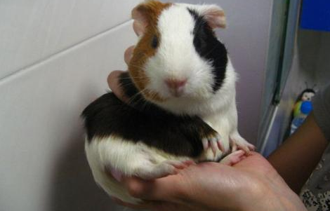怎么辨别豚鼠真死假死？这些方法值得get