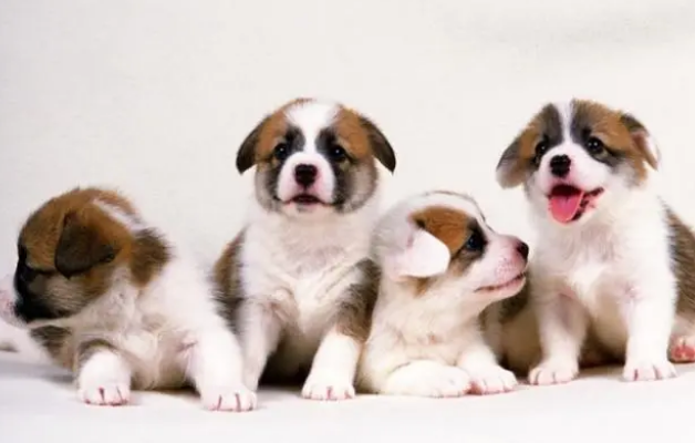 给小狗一个新窝,怎么让它开心接受,这也是需要技巧的 给小狗一个新窝,怎么让它开心接受,这也是需要技巧的