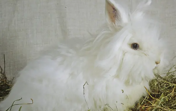 全耳毛兔的饲养方法有哪些？想养的宠主要注意这些！