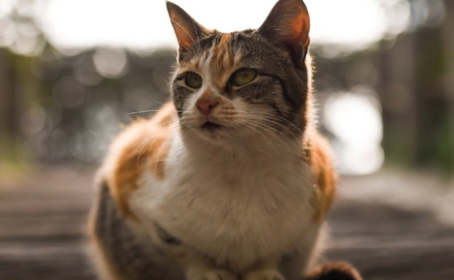 如何正确地使用猫草？三个办法缺一不可