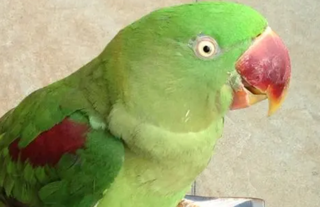 亚历山大鹦鹉怎么养？来看看吧