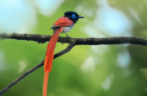 寿带鸟怎么饲养？都吃些什么？