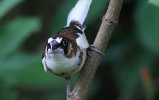 白腰文鸟吃什么?主要有这些 白腰文鸟吃什么?主要有这些