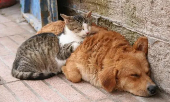 猫狗驱虫的重要性：心丝虫寄生在心脏