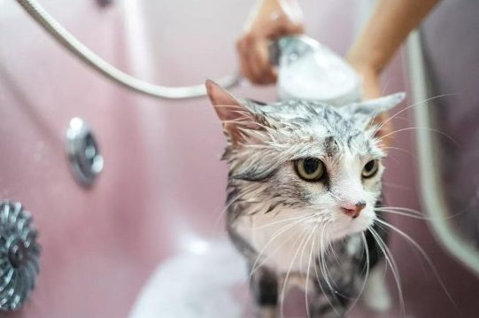 爱沃克：猫咪驱虫问题详解，看完这篇没猫病