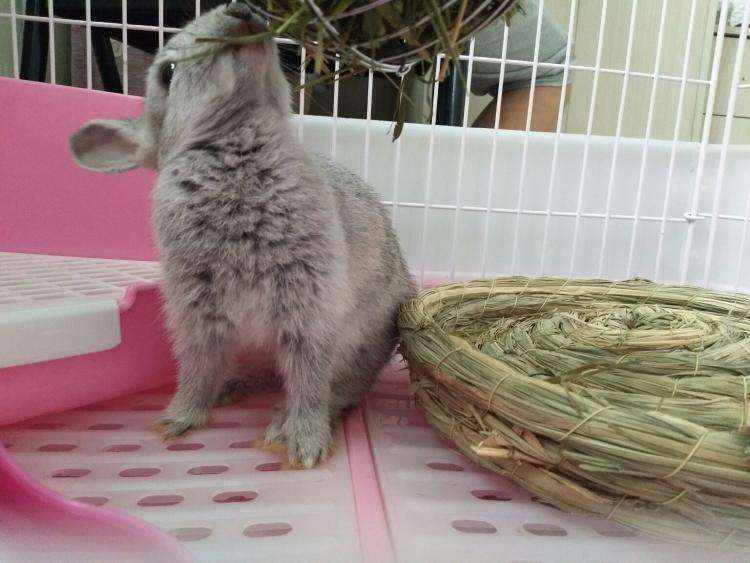 标准金吉拉兔的特点，速来了解一下！