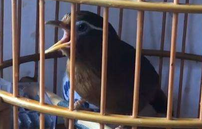 关于原毛画眉鸟的介绍，还不快收藏！