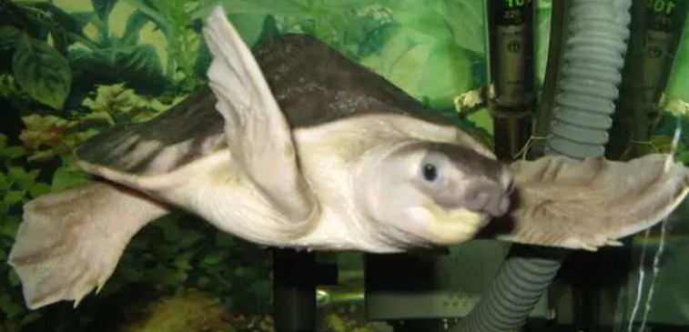 猪鼻龟蒙眼怎么治疗，快来看看吧