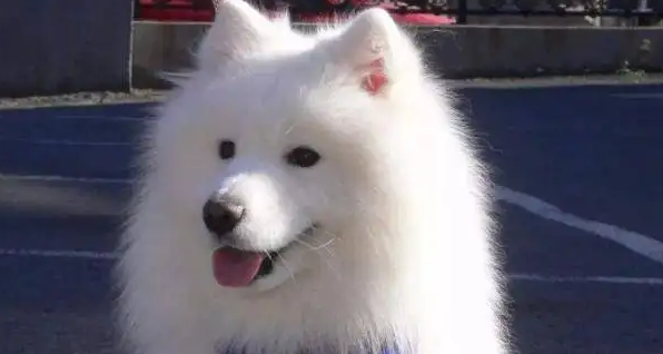 银狐犬和萨摩耶哪个贵？对比一下~