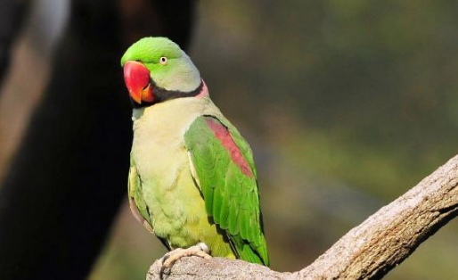 新手必看：金太阳鹦鹉和亚历山大鹦鹉哪种好？