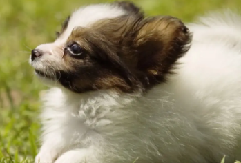 今日科普:小狗不活泼是什么原因有哪些 今日科普:小狗不活泼是什么原因有哪些