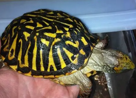 来这了解一下，北部锦箱龟能活多少年？