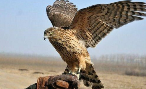 黄鹰鸟怎么训练？一定要掌握这些技巧