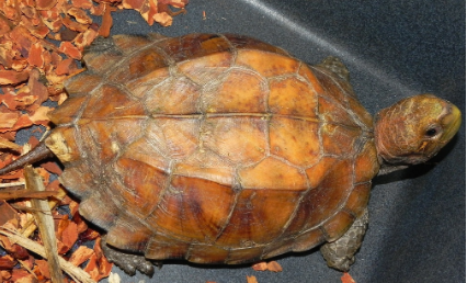 八角龟吃青菜吗?龟龟饲养知识点~ 八角龟吃青菜吗?龟龟饲养知识点~