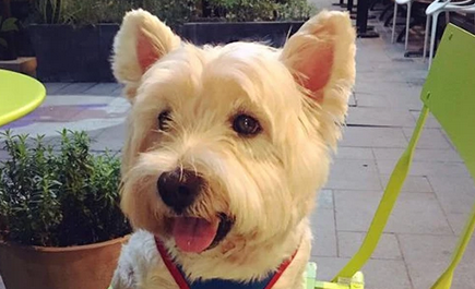 狗狗吃钙片有啥好处？狗狗钙片功效作用是什么？