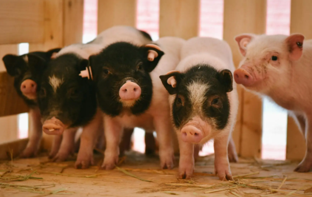 饲主科普：泰国迷你香猪好养吗？