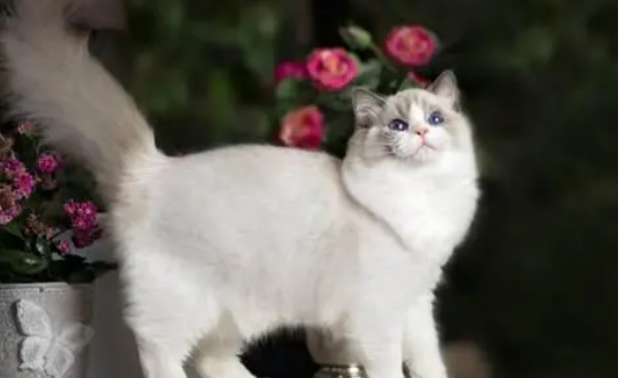 猫草有什么作用？猫草是猫咪排毛的唯一方法吗