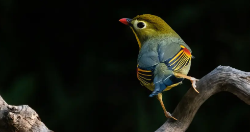 相思鸟怎样驯服?方法如下 相思鸟怎样驯服?方法如下