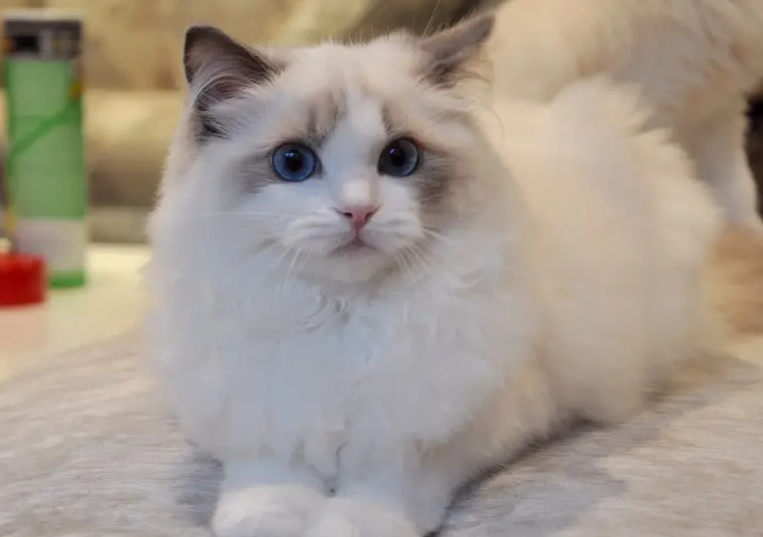 布偶认识自己的主人吗？有必要了解一下