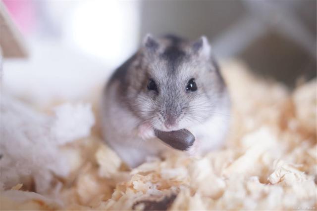 一线仓鼠可以群养吗？还不快来了解下