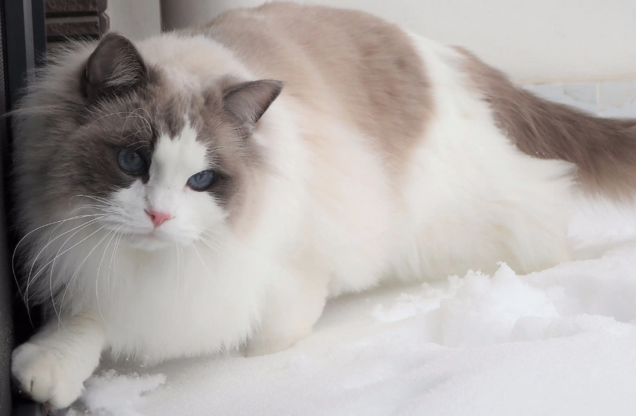 小猫早上眼睛的形状居然是不一样的，你知道吗？