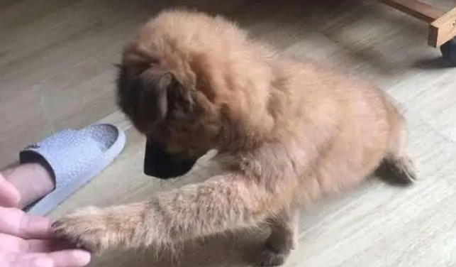 狗狗啃脚丫是怎么回事？铲屎官千万不要忽视！