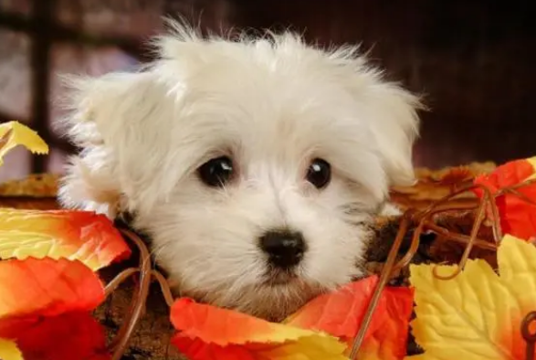 狗狗如何补钙？狗钙片哪个牌子好？