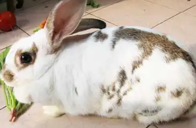 云南花兔饲养方法，想养的过来看一看