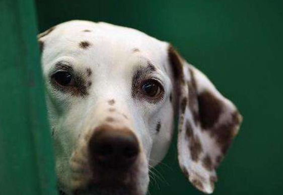 宠物知识点，狗是红绿色盲吗？