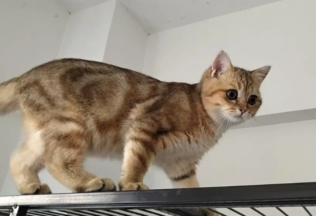 话说，金虎斑稀有吗？