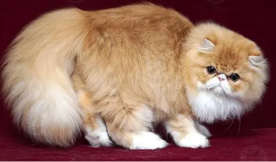 长毛和短毛加菲哪个贵？这里或许有你想要的答案！