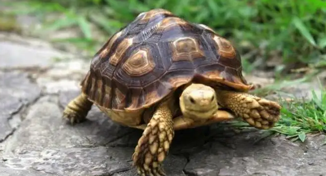 如何判断乌龟冬眠结束,看完你就知道 如何判断乌龟冬眠结束,看完你就知道