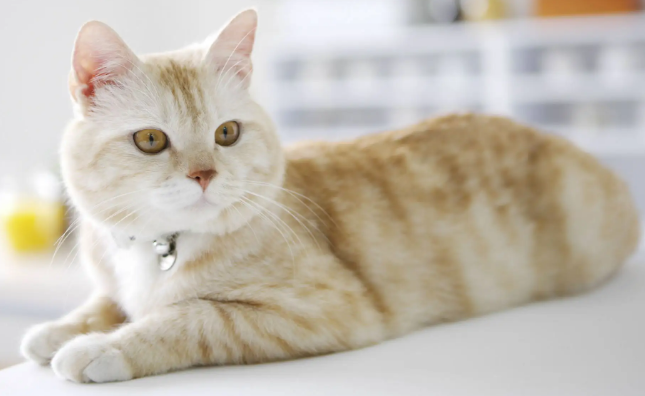 猫主人注意啦，这种植物堪称猫咪杀手，千万别让自家毛孩子接触