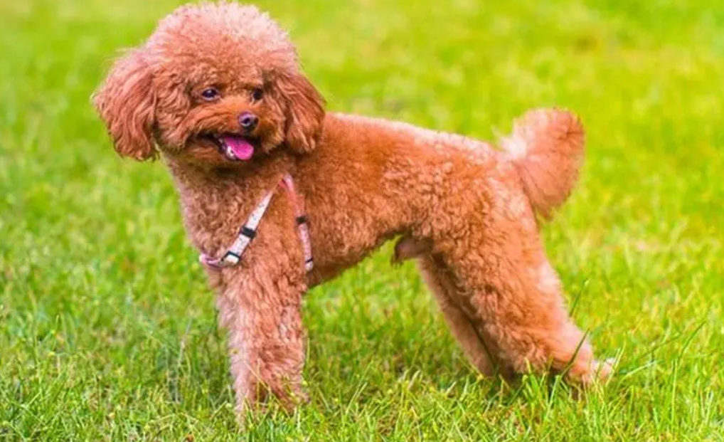 小泰迪为什么污? 看完这篇文章，你就知道了