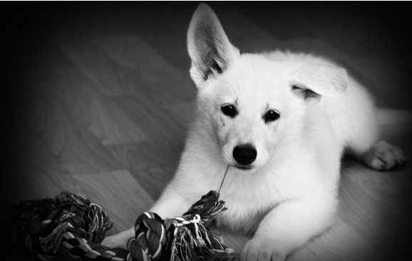 狗狗喜欢咬人怎么办,这几招轻松帮你 狗狗喜欢咬人怎么办,这几招轻松帮你