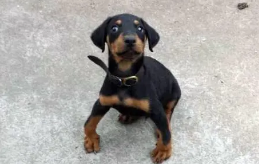 这些都是狗狗缺钙的表现，选择狗狗钙片要注意什么？