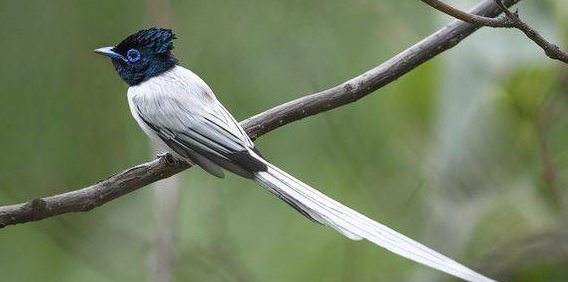 好奇？寿带鸟的寓意是什么？